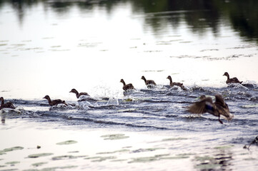 Stado kaczek płynących na jeziorze - obrazy, fototapety, plakaty