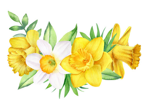 Watercolor daffodils arrangement isolated on white background. Hand painted spring narcissus flowers, botanical illustration for cards, invitations, print design