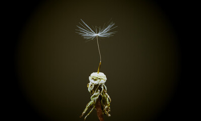 Dandelion seed closeup 