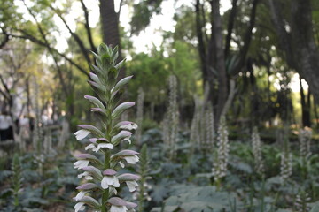 Jard&iacute;n 