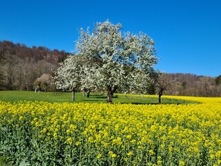 Apfelbaum am Rapsfeld