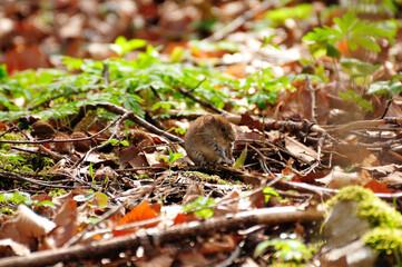 Bank vole in woodland