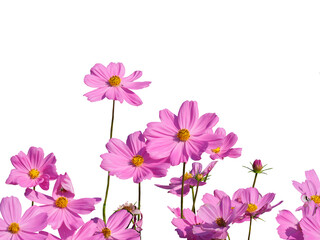 Isolated bright pink Cosmos flowers on white background. Cosmos Bipinnatus, commonly called Garden Cosmos or Mexican Aster.
