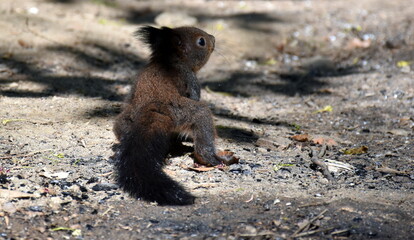 Junges Eichhörnchen auf trockener Erde