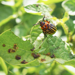 Colorado beetle sitting on a pitted potato leaf. Bug eating a plant. Close-up. Square illustration about insects, pests of agricultural plants and gardening. Macro