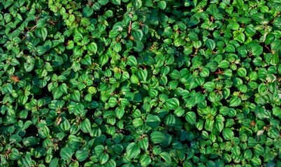 Natural green ground cover plant texture abstract background. Full frame, top view, horizontal image style.