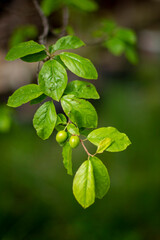 green leaves of a tree