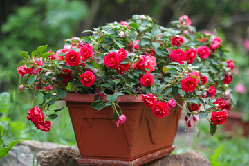 a lush bush of impatiens walleriana with many red flowers in the form of small roses. Double Impatiens Walleriana