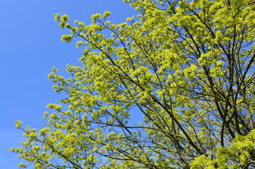 ein Baum mit erstem Grün