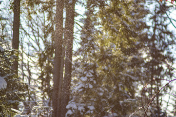 Falling snowflakes on the background of the winter forest