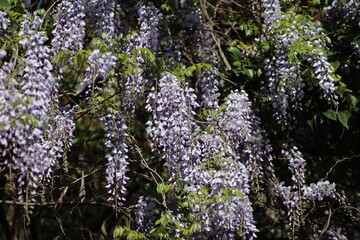 flowering wisteria on a tree
