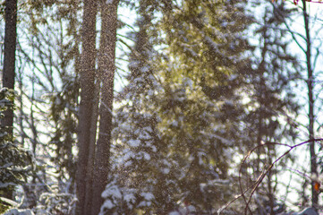 Fototapeta premium Falling snowflakes on the background of the winter forest