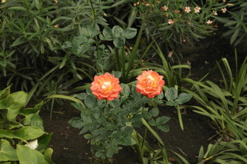 Flores naranjas 