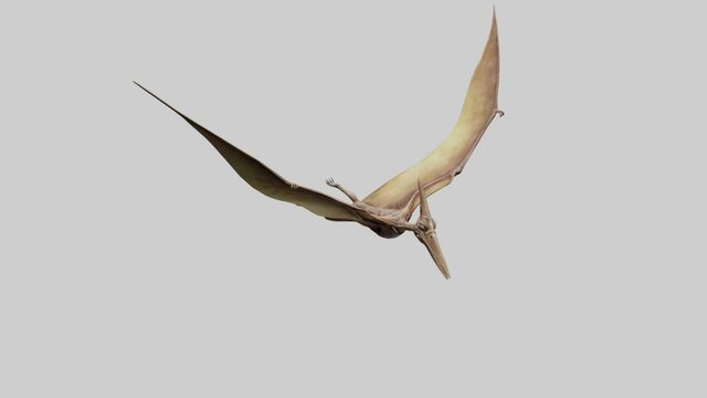 Pterodactyl Pteranodon Flying Isolated Over White Stock Illustration  14988157