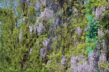 flowering wisteria on a tree