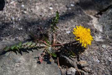 Single dandelion plant grows in a stone wall
