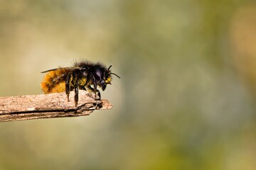 Ubrudzona pyłkiem samica murarki rogatej (Osmia cornuta) © Lancan
