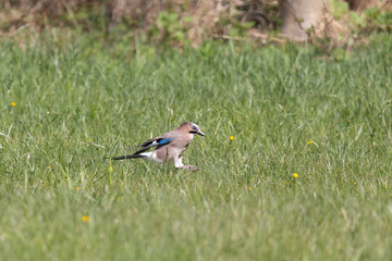 A jay sits in a green meadow