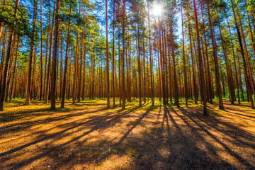 The sun passes through the crowns of trees in a pine forest. Beautiful nature. Sun rays. Paths in the forest. Russia, Europe.