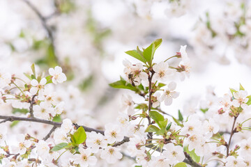 flowering branches of sour cherry tree with white flowers and bees