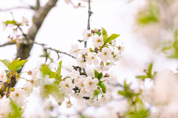 flowering branches of sour cherry tree with white flowers and bees