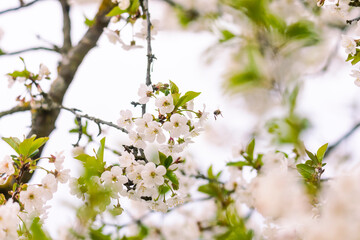 flowering branches of sour cherry tree with white flowers and bees