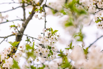 flowering branches of sour cherry tree with white flowers and bees