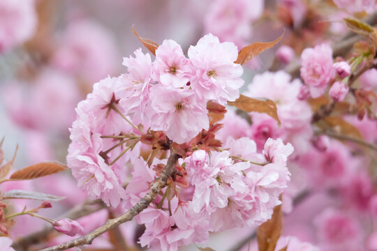 branches of flowering ornamental cische with pink ornamental cherry flowers