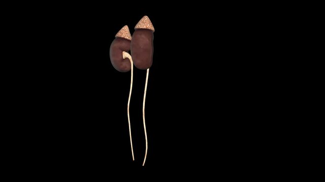 Adrenal Glands With Alpha Channel
