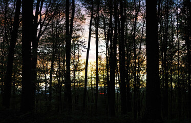 Sonnenuntergang durch Wald