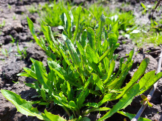 horseradish grows in the garden. seedling small plants. vegetable garden, home gardening. sunny day. green leaves.