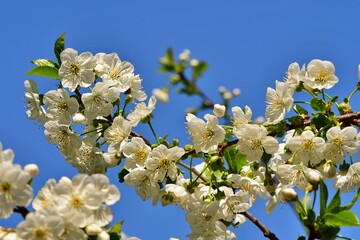 Obficie obsypane kwiatem gałązki wiśni łutówki (Prunus cerasus)