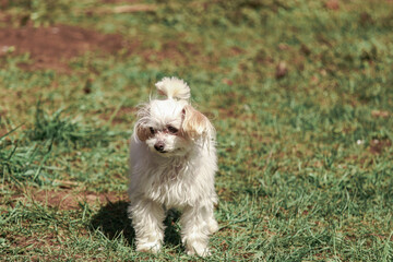white miniature schnauzer dog,puppy for a walk, dog