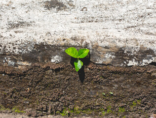 weeds in the yard