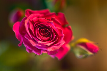 pink rose close up