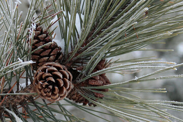 Beautiful Frost on Pine Needles
