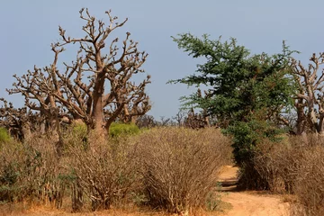 Zelfklevend Fotobehang foret de baobab au Sénégal région de thies © frank boyer