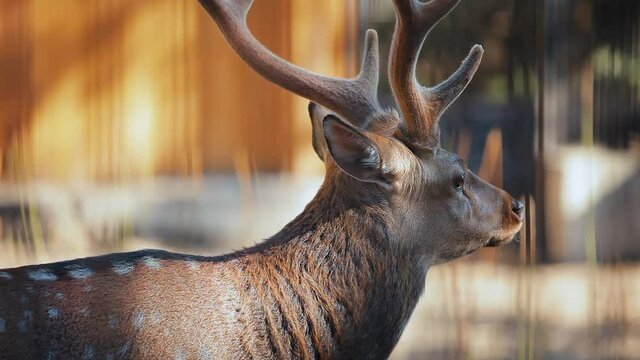 A deer with horns turns its head in different directions.