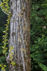 yellow lichens  and moss on poplar trunk