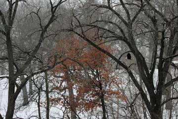 American Bald Eagle in Flight