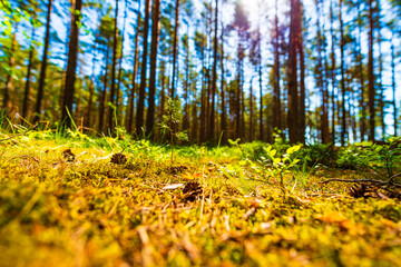In the summer pine forest. Close up view from from ground level. Beautiful nature. Sun rays. Russia, Europe.
