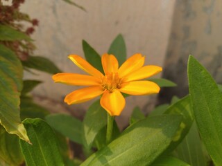 Beautiful Yellow Flower