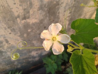 White Lagenaria Flower