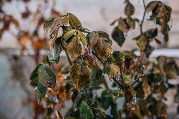 autumn leaves in the wind
