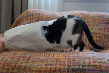 black and white cat goes into a paper bag