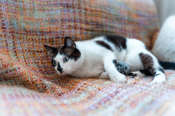 black and white cat with blue eyes lying on a colorful blanket,