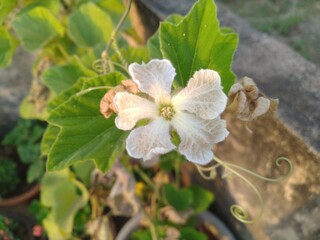 White Lagenaria Flower