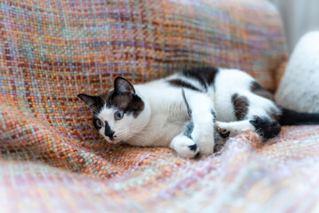 black and white cat with blue eyes lying on a colorful blanket