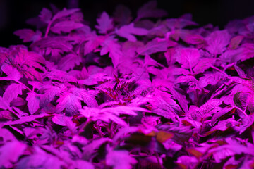 vegetable seedlings under LED lighting
