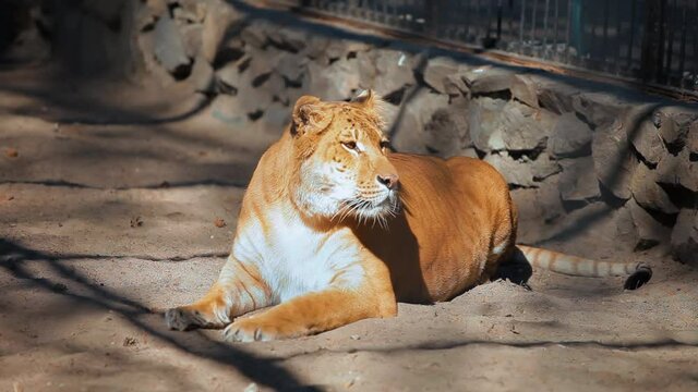 The liger is a hybrid of a lion and a tigress. He is resting and basking in the sun.
